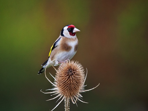 Goldfinch Portrait.jpg